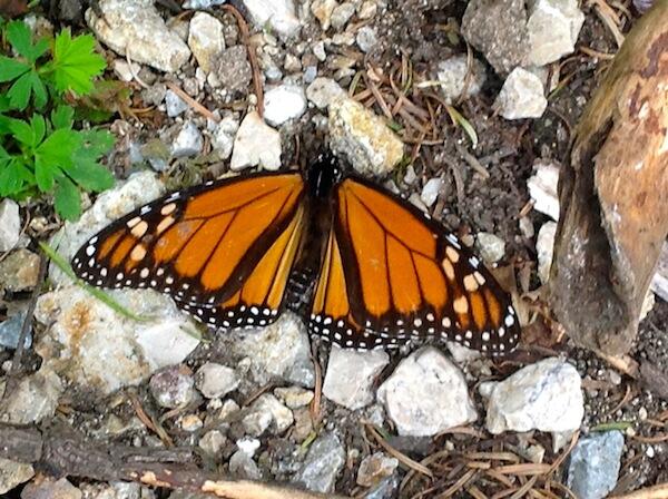 ArturoMoralesTi's tweet photo. #MonarchButterfly f #SanMiguelDeAllende @vtasma @twitportalsma @visitsanmiguel @CCESanMiguelAC http://t.co/rPoku2belp http://t.co/kQj2tuWTz5