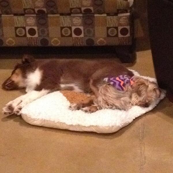 HarperMM's tweet photo. They love each other almost as much as they love naps! @keatonharper http://t.co/d9VSBBlg9z