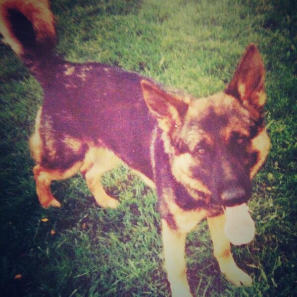 LConnolly89's tweet photo. 🐶👼❤️ my bestfriend moved onto a better place today. I will forever love him. One of the best. Dukie 2014 http://t.co/1kK5K5yTXa