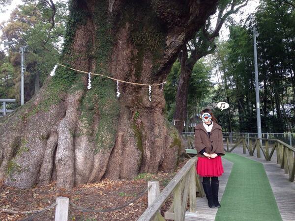 chan_koara's tweet photo. 国定記念物の志布志のくすのき✨
神社巡り（笑） http://t.co/5FzhS667TU