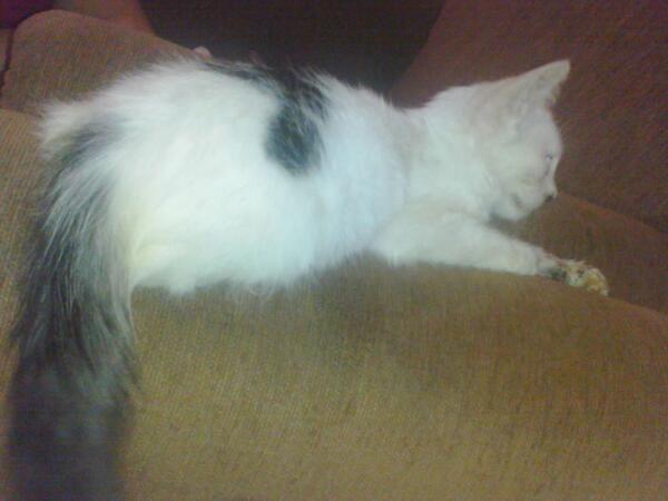 anwar_ibramovic's tweet photo. My cat http://t.co/nYNJym85Kf