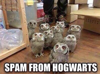 Came across this in the internet today. Adorable, hilarious, and nerdy! #HarryPotter #owlpost