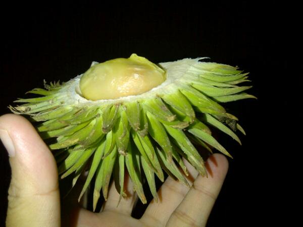 Unduh 82 Koleksi Gambar Durian Panjang  