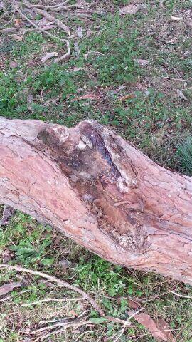 TreeClimbingVT's tweet image. Potatura nella pineta secolare di Statua.
pruning to the secular  pine tree of Ceri