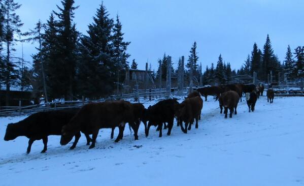 OttoKilcher's tweet photo. wishing there was at least a little snow like this! There is lots of ice now and all are having a tough time walking http://t.co/nPaDXkIJnr