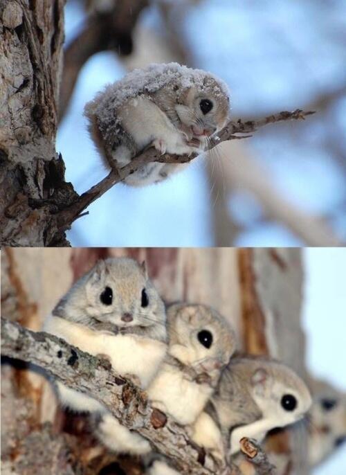 AngusDixon's tweet photo. “@ThatsEarth: Japanese Dwarf Flying Squirrels http://t.co/L8Q8W1av4R” @SarahPatience this is right up your street!!