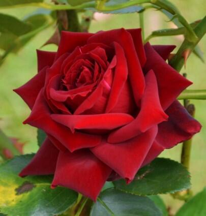 goodj20007's tweet photo. @OrnieV http://t.co/URleVr9lc7
