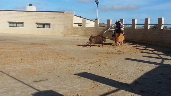 Israel de Pedro, pedazo de picador, demostrando sus habilidades en el tentadero de la ganadería Valdencinas.