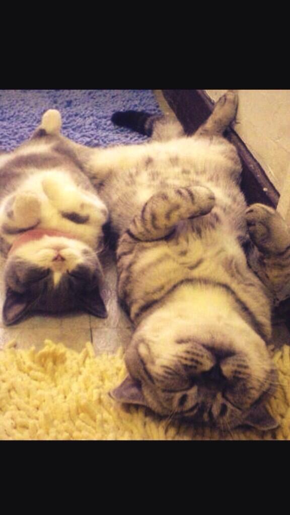 rickygervais's tweet image. Have a lovely day