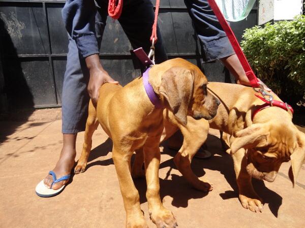 jimnjue's tweet photo. boer pups @3 months http://t.co/CfknOu0HKw