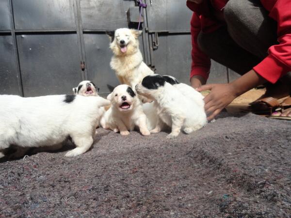 jimnjue's tweet photo. toy dog breed http://t.co/UV8fYEoMxd