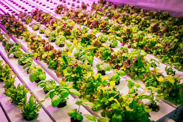 ZagatChicago's tweet photo. The future is now! Step in inside @greensandgills - Chicago's first aquaponic farm: http://t.co/6msRGWUwlh http://t.co/sHNenjnYC7