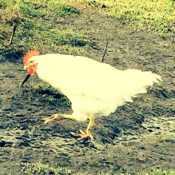 21 week old cockerel <a href="/StBridesPoultry/">St Brides Poultry</a> slow grown - slow cooked #bigboy