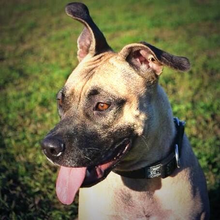 <a href="/mascotas4a/">La Cuarta Mascotas</a> "<a href="/DogTeacherChile/">Dog Teacher</a> Nala se perdió el 7 ene en San Diego c/Victoria! celu 98740825 "