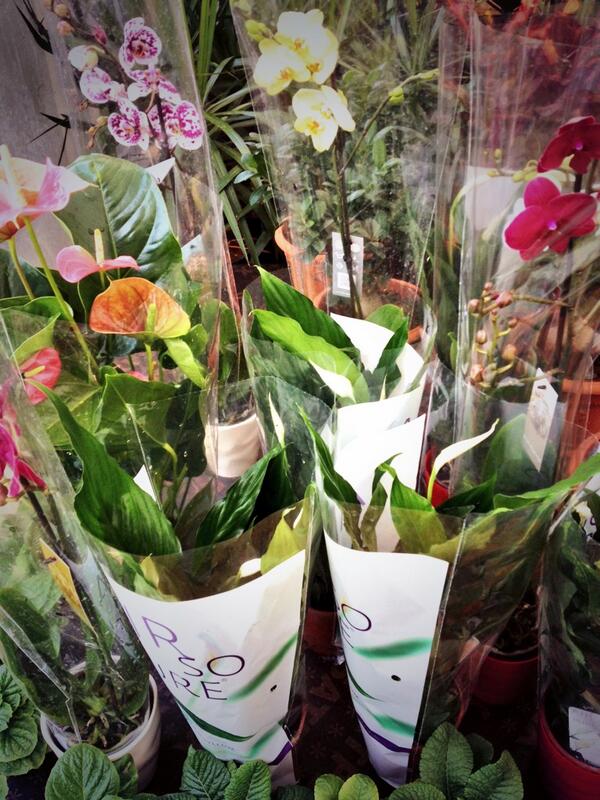 jardinboulevard's tweet image. New selections of #Orchids and #Spathiphyllum now at jardin du boulevard #Zalka #Lebanon