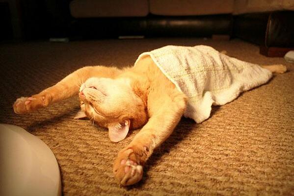 EnPrimicia's tweet photo. 30 gatos durmiendo en insólitas posiciones http://t.co/AzqwuhYxng http://t.co/GIIkWPR9f2