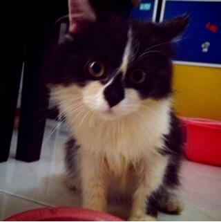 <a href="/infokucing_/">Informasi kucing</a> jual kucing jantan 4bulan 800K