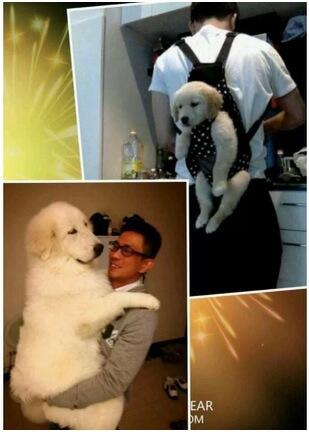 ㅎㅎRT @PrettyHanna00: 헐ㅋㅋ RT <a href="/gimseung/">짐승 태</a>: 그때 그 강아지가