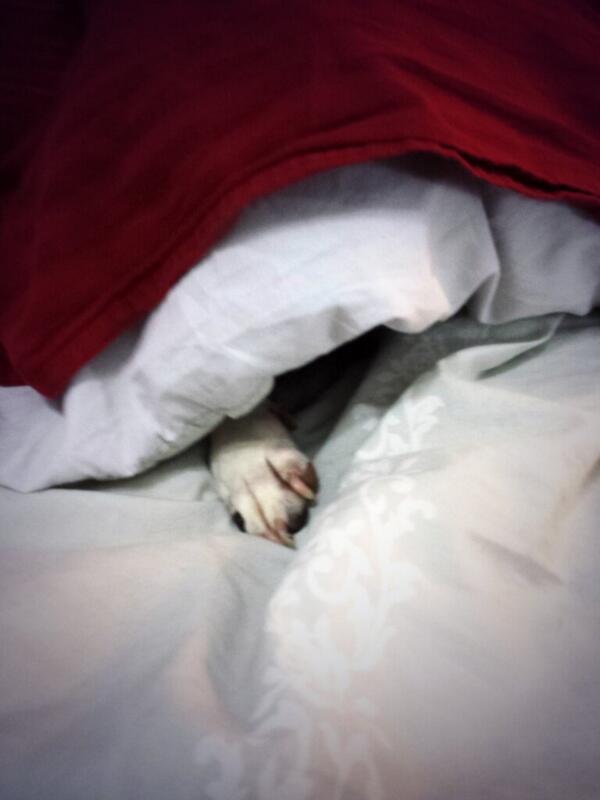MMinksy's tweet image. #Todaycold Tip : Stay in bed!