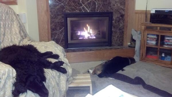pangee3's tweet image. Dogs staying warm. #todaycold