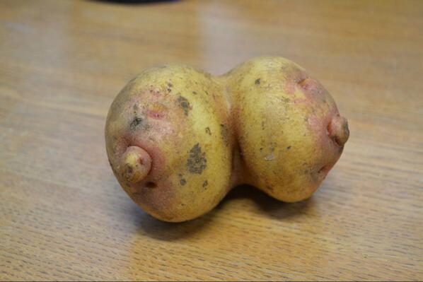 FarndonFieldsFS's tweet photo. Amazingly realistic! There must be something in the soil... http://t.co/iymNA9Hx1D