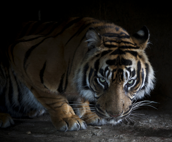 Did you know? The night vision of a tiger is about six times stronger than that of humans!