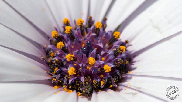 slk_ca's tweet photo. African daisy. African daisy.#slaviftttag   http://t.co/A23G5cTM9W