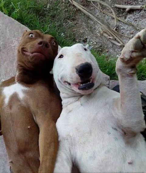 momspennies's tweet photo. Best Selfie I've ever seen! http://t.co/mGPx5YtG8g