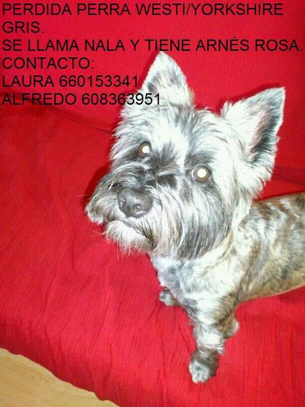 <a href="/samantavillar/">Samanta Villar</a> AYUDA Hemos perdido a nuestra perrita por la zona de Fuenlabrada, por favor, ayudanos con un RT