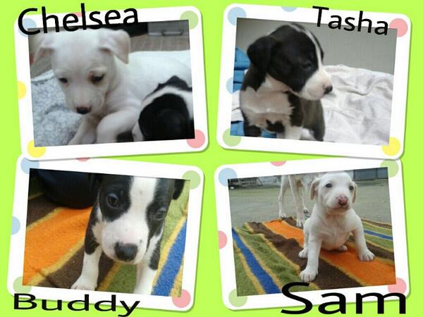 En adopción, están en Lodosa Navarra.