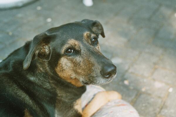 PETA_Latino's tweet photo. ¡Adopta, esteriliza y nunca compres o vendas a otro ser vivo! http://t.co/EnBbC4FkIC