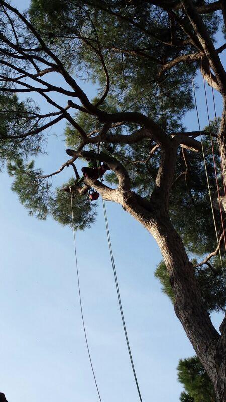 TreeClimbingVT's tweet image. Seconda giornata alla pineta secolare di Statua, operazione di rimozione di due rami fusi tra loro!