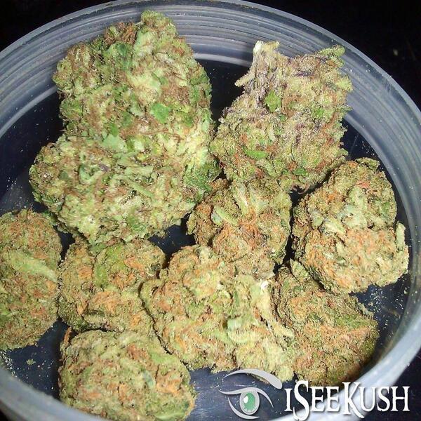 iSeeKush's tweet image. #KindStack Flower Assortment
#kush  #Purplekush #MMJ 
#thc Hastag #ISeeKush for a #instagram feed feature $KPD