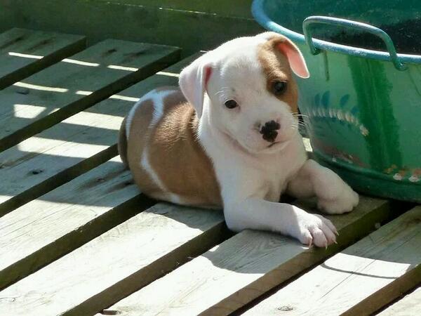 florance_FRE's tweet photo. Mn futur chien http://t.co/g01FOEeOUZ