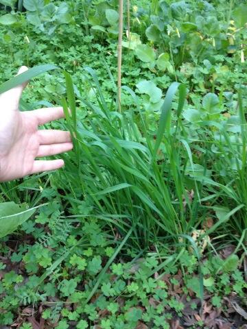 What do you think? Is my wheatgrass too tall to harvest? LOL #picture #gardening #health #vegan http://t.co/he5BXOMMyS