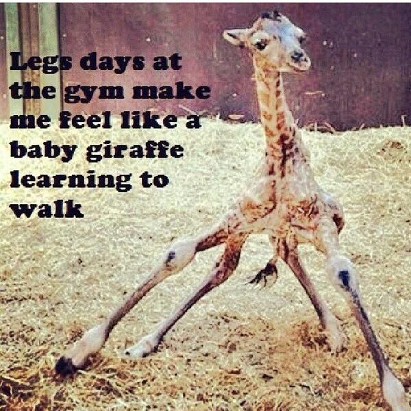 BestProFitness's tweet photo. Leg days http://t.co/aLVRdF3sYJ