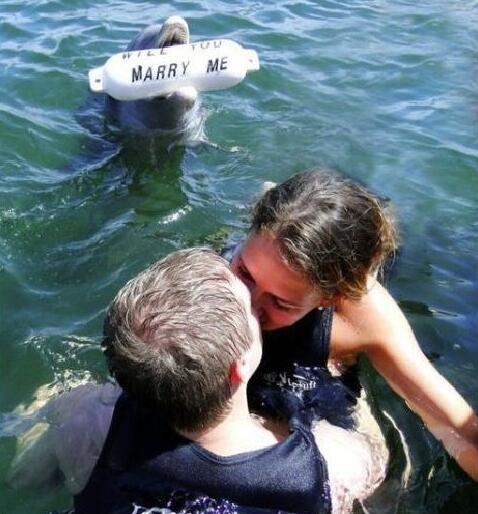 PeterClayton6's tweet image. Imagine the effort it took this dolphin to propose, then the woman he loves does this in front of him? Just awful.