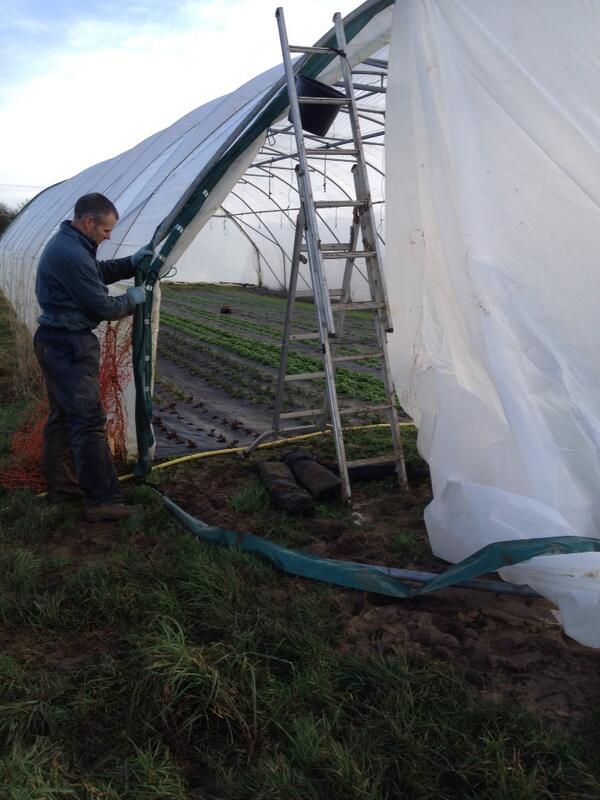 bucksumsalads's tweet image. Repaired polytunnel ends today after recent storm damage #muddywork