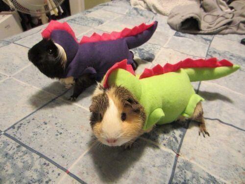 VeroAroo's tweet photo. "@funnyorfact: Two guinea pig dinosaurs! http://t.co/UnR658k7kl"