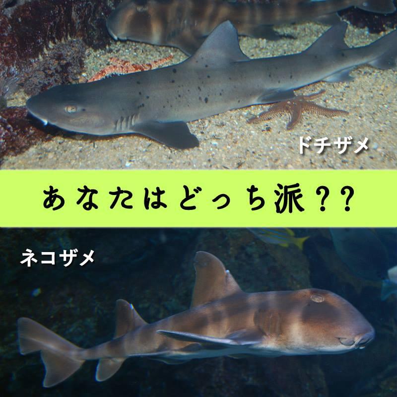 京都水族館 ドチザメ Vs ネコザメ スマートな顔立ちのドチザメと顔が四角くてネコのような顔のネコザメ 皆さんはどちらがお好きですか Http T Co Zcgxyrgr0d Twitter 京都水族館 ドチザメ Vs ネコザメ スマートな顔立ちのドチザメと顔が四角くてネコのような顔のネコザメ 皆さんはどちらがお好きですか Http T Co Zcgxyrgr0d Twitter