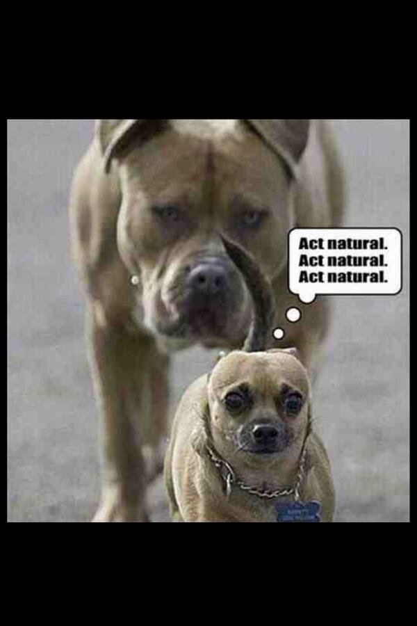 PetsLewis tweet picture