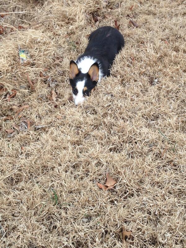 C_Byrnes14's tweet image. My dog stalks me when I take her out #notsneaky