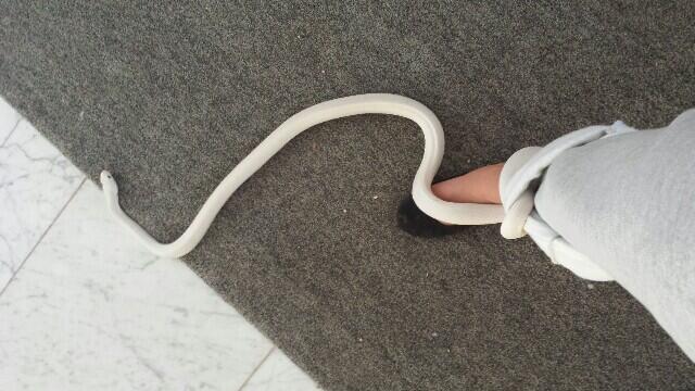 My Leucistic trouser snake http://t.co/8c9SoP3nJY