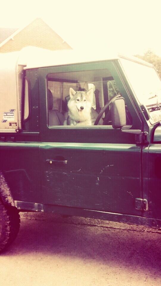 petsaccepted's tweet image. &quot;today i have mostly been...driving!&quot; #talented #petsaccepted