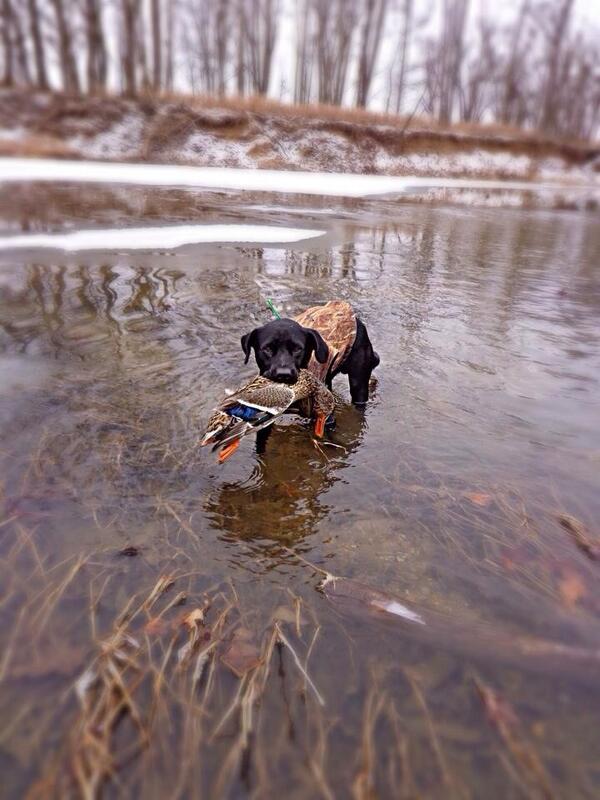 SDG_Calls's tweet photo. RT if you have a good hunting buddy! #Lab http://t.co/aRjGREJbWn