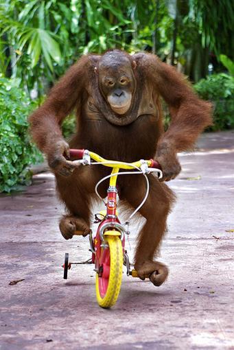 nikhowe's tweet photo. No guarantees you'll see a chimp on a trike. But check the @turbostudio bike tour of Borneo. http://t.co/gIwWHBpubt http://t.co/NrRVxJPOpc