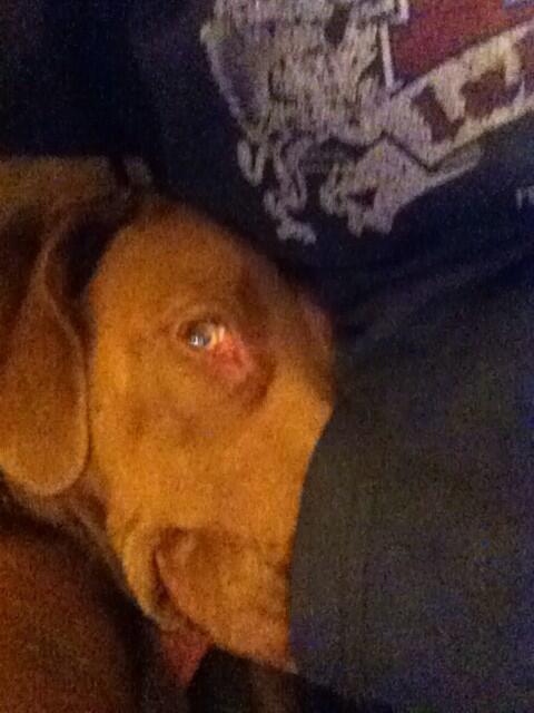 ktcarnell's tweet photo. "Oh was there jerky in your pocket? Hmmm...didnt notice.." -Maci lol http://t.co/xTXq6WolZn