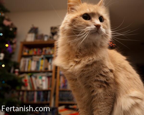SashaCat's tweet photo. Holiday me http://t.co/CQ3VlG2B4C