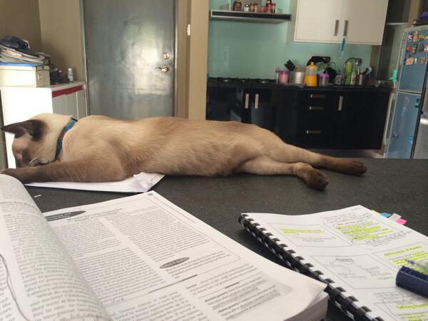 pojiegraphy's tweet image. Saja dok tidur depan orang tengah study. #biggestchallenge