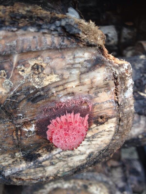 New and interesting fungi popping up on the logs Love an id anyone